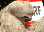 Bicho preguiça é resgatado por agentes da PRF na BR 316
