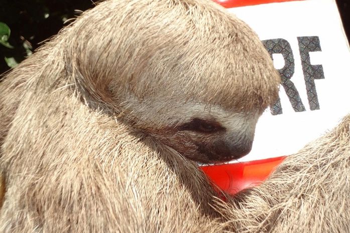 Bicho preguiça é resgatado por agentes da PRF na BR 316
