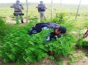 Polícia encontrou plantação de maconha em Atalaia