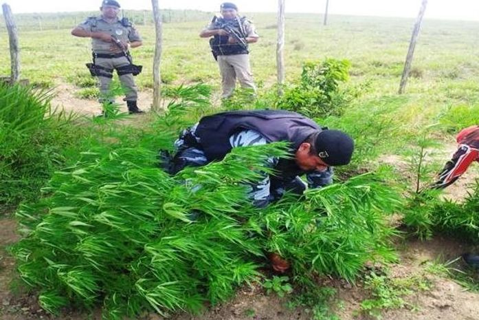 Polícia encontrou plantação de maconha em Atalaia