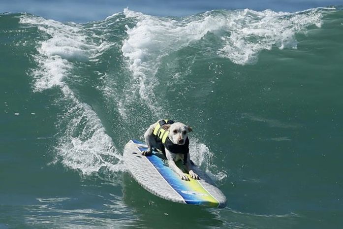 Cães disputam competição de surfe na Califórnia