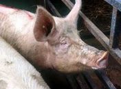 Caso é tão estranho que a polícia não descarta
nenhuma possibilidade. 