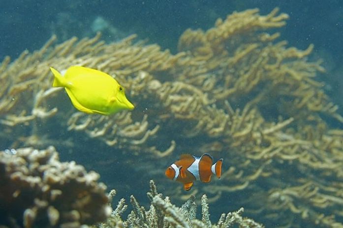 Foto em aquário austríaco lembra cena do filme 'Procurando Nemo'