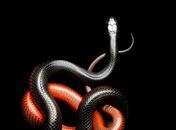 A espécie, que vive na África, é uma das mais venenosas conhecidas