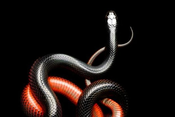 A espécie, que vive na África, é uma das mais venenosas conhecidas