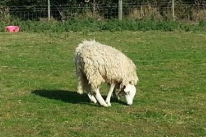 Donos de Terry afirmam que ovelha leva do mesmo jeito que outros animais normais.