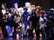 'Os Gatos: uma noite felina' estão em Maceió. Confira a agenda!