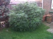 Sem saber, idosos cultivam maconha gigante comprada em feirinha