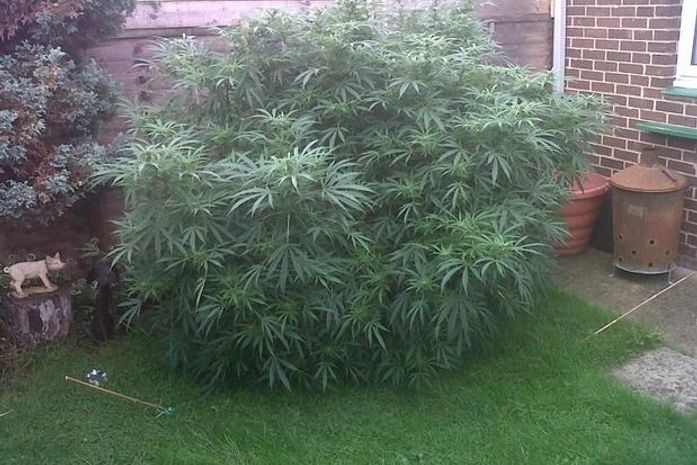 Sem saber, idosos cultivam maconha gigante comprada em feirinha