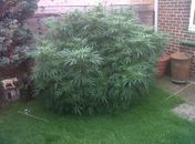 'Sem saber', idosos cultivaram pé de maconha gigante no Reino Unido