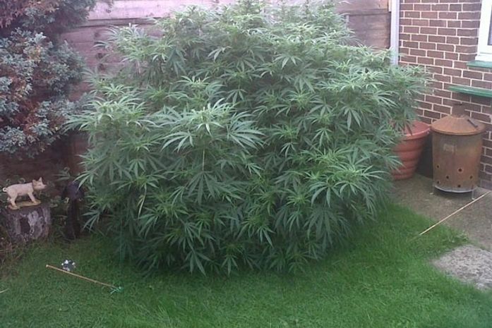 'Sem saber', idosos cultivaram pé de maconha gigante no Reino Unido