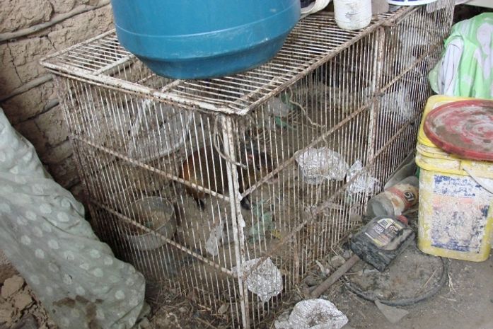 BPA apreende animais silvestres em acampamento