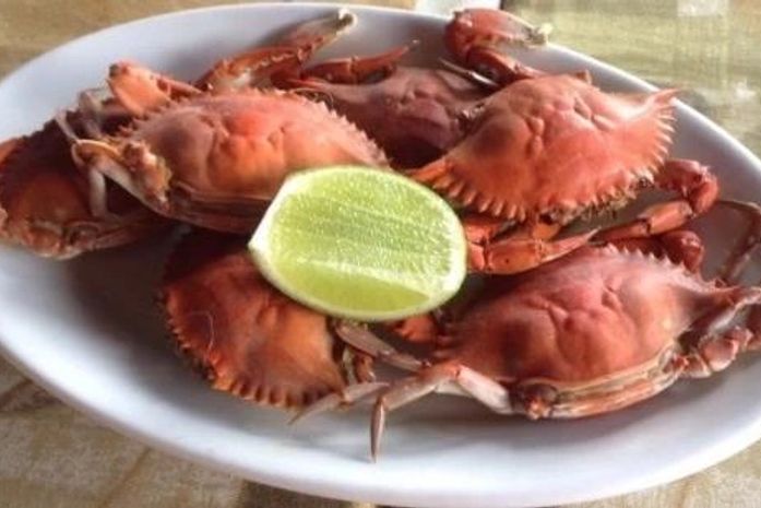 Professor da Ufal alerta sobre a pesca de siris-de-coral e prejuízos à espécie