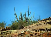 Exposição “A Caatinga do Sertão Alagoano” estreia no Museu da Imagem e do Som de Alagoas
