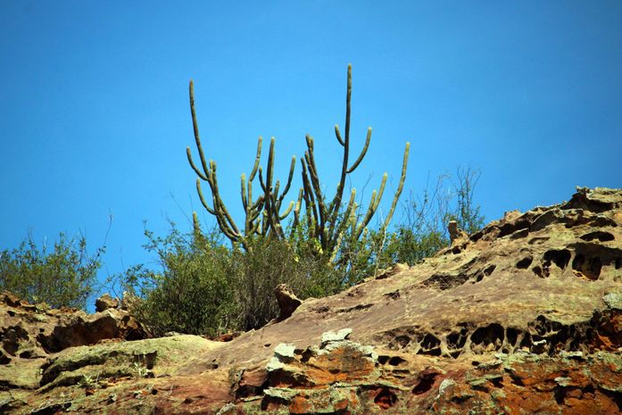 Exposição “A Caatinga do Sertão Alagoano” estreia no Museu da Imagem e do Som de Alagoas