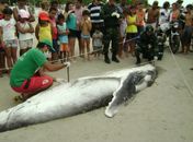 Filhote de baleia encalhado