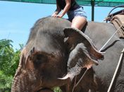 Gyselle Soares anda de elefante e visita pontos turísticos na Tailândia