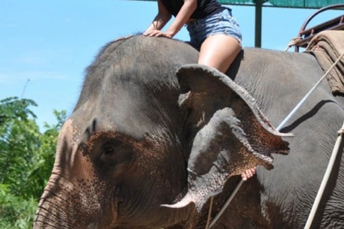 Gyselle Soares anda de elefante e visita pontos turísticos na Tailândia