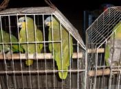 Batalhão Ambiental encontra animais silvestres em residência