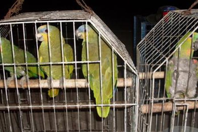 Batalhão Ambiental encontra animais silvestres em residência