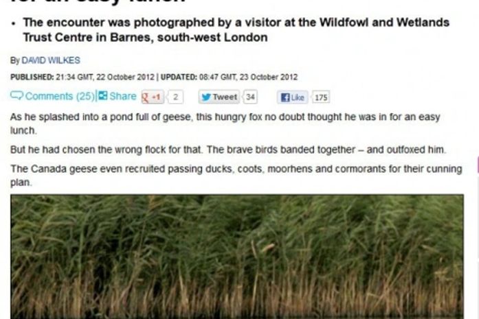 Raposa invade lagoa por refeição fácil, mas é expulsa por gansos