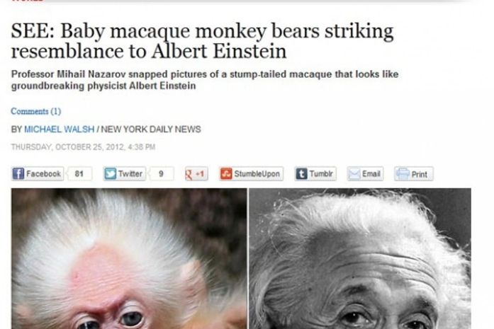 Macaco parecido com Albert Einstein faz sucesso na web