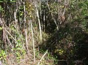 Operação ocorreu nesta manhã 