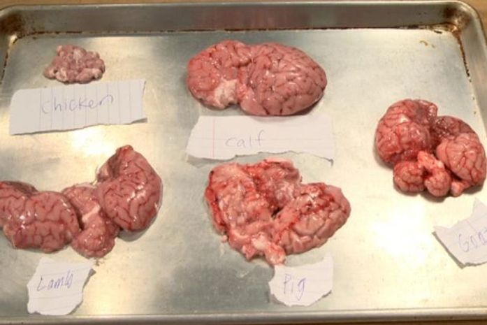 Editor de site prova cérebro de animais e avalia sabores; confira