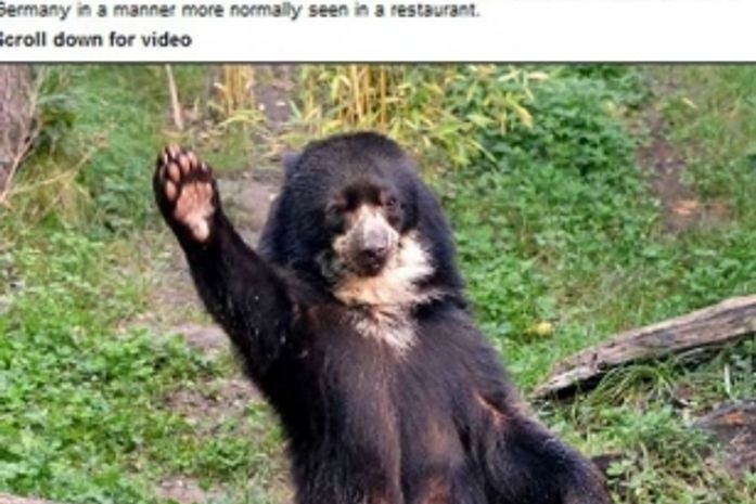 Ursa 'educada' acena para pedir comida em zoológico alemão