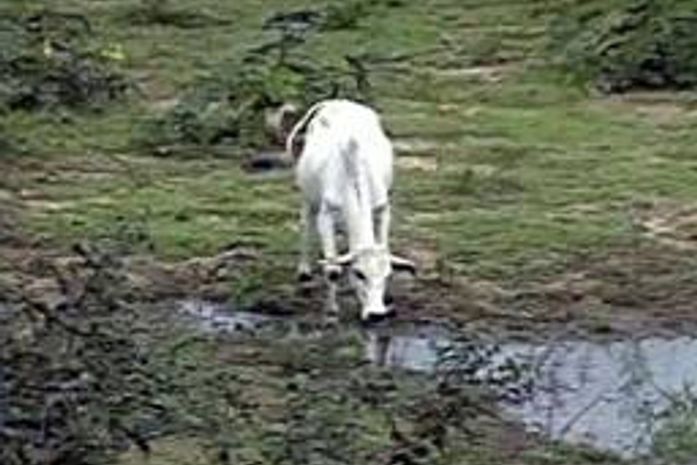 Criadores de AL estão perdendo os animais por causa da seca