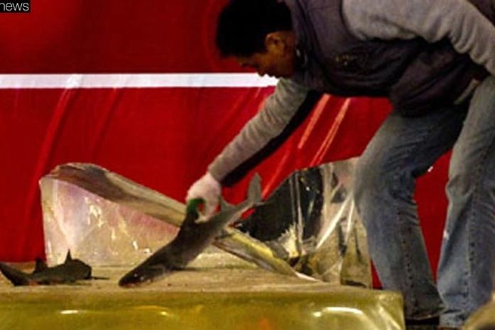 Aquário de tubarões estoura na China