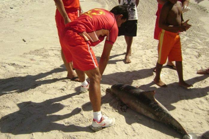 Filhote de golfinho é encontrado morto na Praia da Avenida