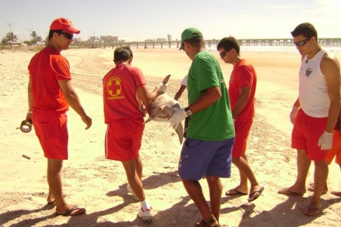 Filhote de golfinho é encontrado morto na Praia da Avenida