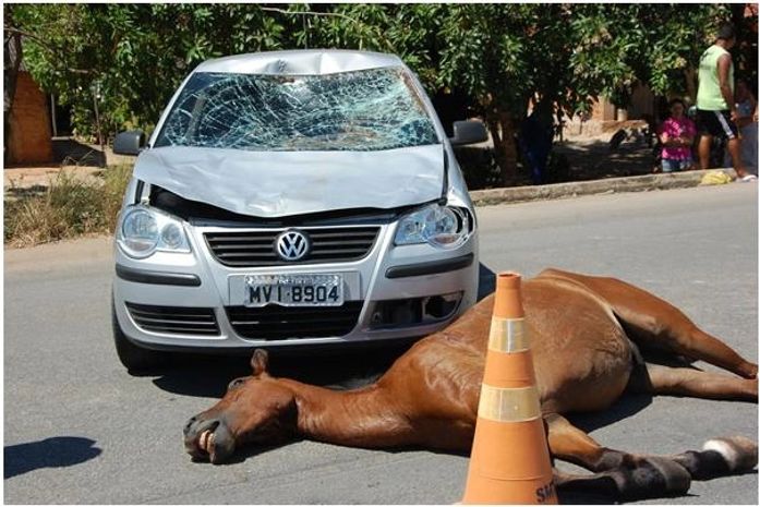 Animal morreu na hora