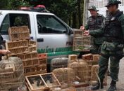 Batalhão Ambiental apreende 205 pássaros silvestres em Arapiraca