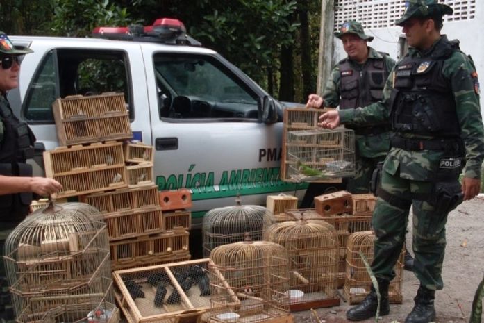 Batalhão Ambiental apreende 205 pássaros silvestres em Arapiraca
