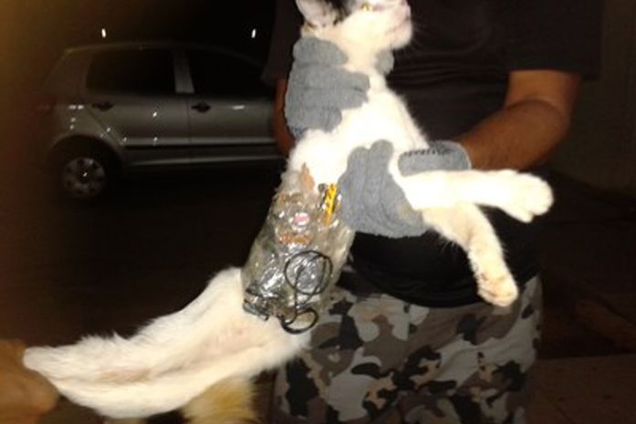Gato é usado para transportar serras e celular para presídio