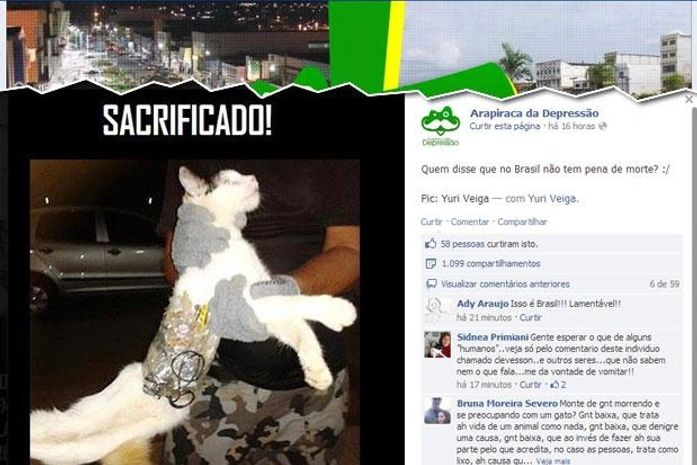 'Gato do crime' ganha campanha na web e deve ir para adoção