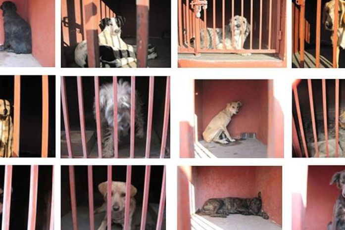 Polícia mexicana captura matilha de cães que matou 3 adultos e bebê