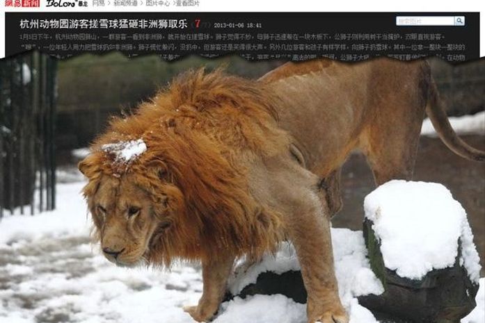 Bolas de neve lançadas contra leões geram protestos na China