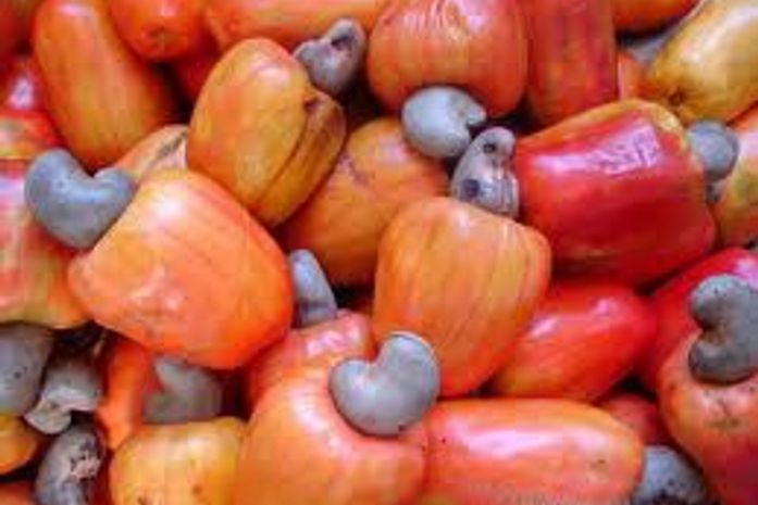 5 milhões de pés de caju em Alagoas: emprego e renda para as famílias