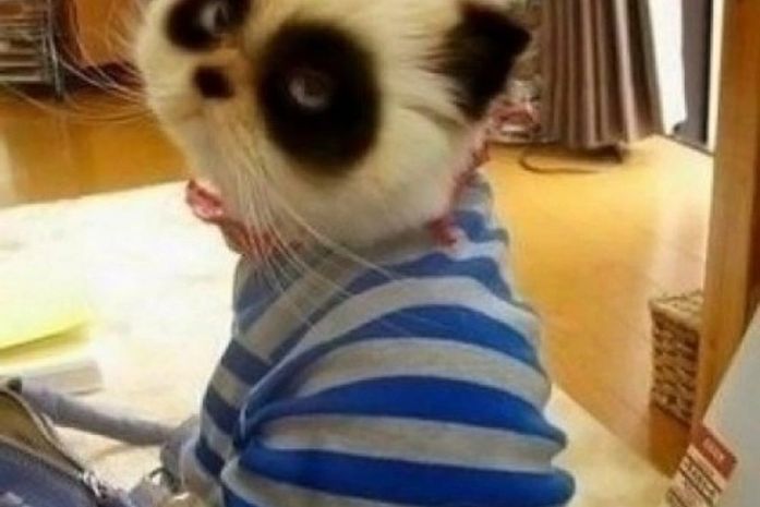Gato panda