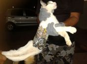 'Gato de Arapiraca' some e internautas fazem movimento nas redes