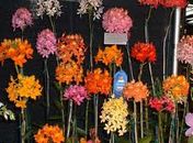 Arapiraca será palco do 1° Festival de Orquídeas no agreste