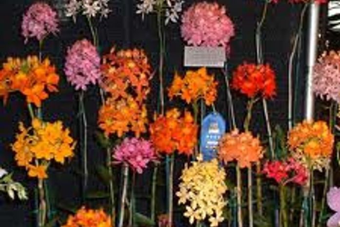 Arapiraca será palco do 1° Festival de Orquídeas no agreste