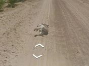 Carro do Google Street View é acusado de atropelar e matar burro