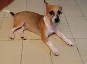 Compra ou adoção de animais por impulso resulta em abandono