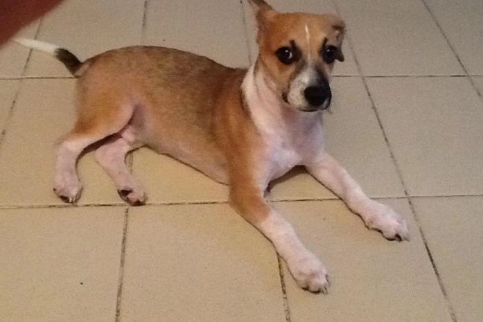 Compra ou adoção de animais por impulso resulta em abandono