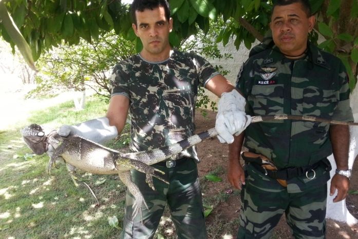 Animal foi resgatado