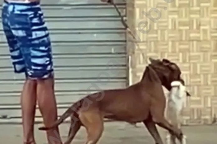 Cachorro mata gato em São Miguel dos Campos